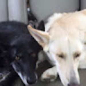 Meet your Posher, Luca